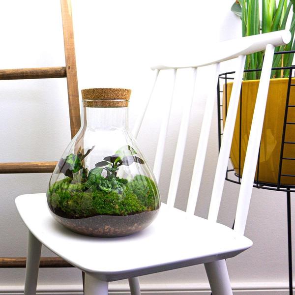 Flaschengarten ↕27cm – pflegeleichter Flaschengarten im Glas, Pflanzen Terrarium für Wohnzimmer & Büro – Plant