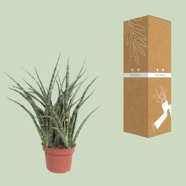 Bogenhanf – Sansevieria Fernwood Punk – Zimmerpflanze – Ø12cm – ↕35cm – immergrüne Sukkulente – Plant
