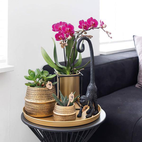 Phalaenopsis Orchideen Zimmerpflanze Ø9cm – blühende Orchidee für Wohnzimmer, Büro & helle Standorte kaufen – Plant
