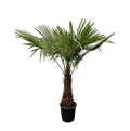 Hanfpalme Gartenpflanze Ø45cm ↕240cm – winterharte Pflanze für Garten, Balkon, Terrasse, Kübel & Beet online kaufen – Plant