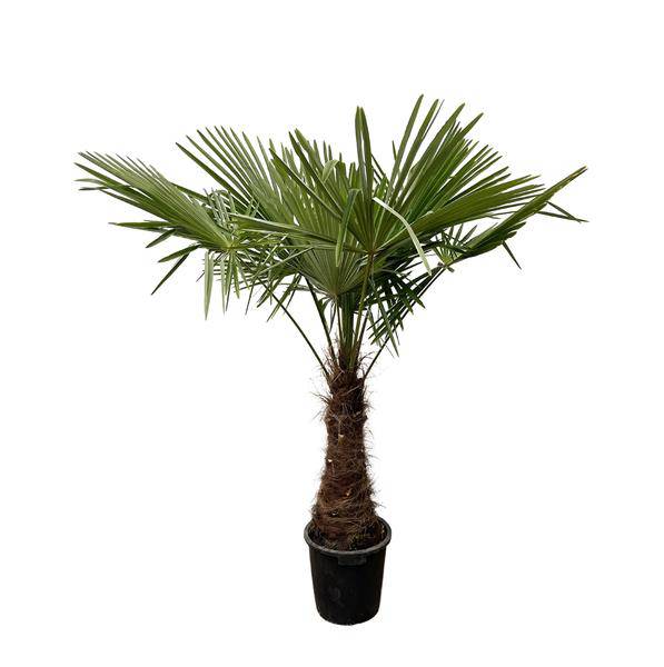 Hanfpalme Gartenpflanze Ø45cm ↕240cm – winterharte Pflanze für Garten, Balkon, Terrasse, Kübel & Beet online kaufen – Plant