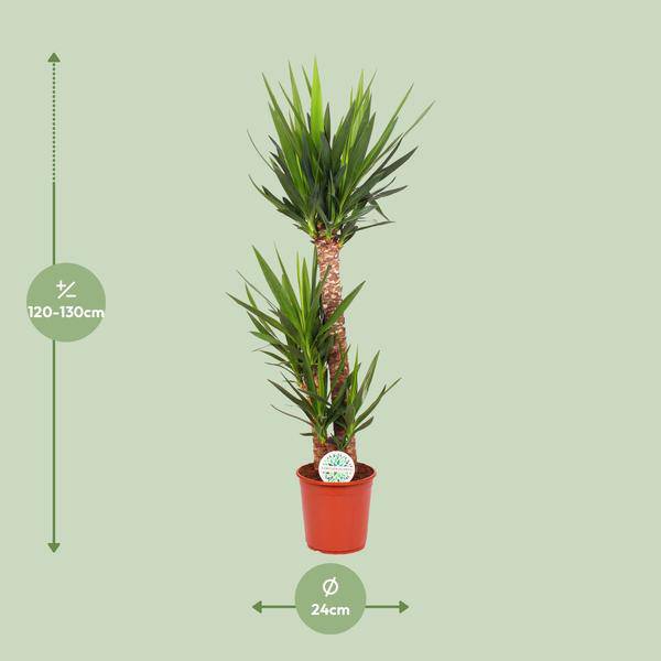 Palmlilie Yucca Elephantipes Zimmerpflanze Ø24cm ↕125cm – pflegeleichte Grünpflanze für Wohnzimmer, Büro & helle Standorte kaufen – Plant