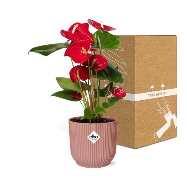 Flamingoblume Anthurium Rot Zimmerpflanze Ø14cm – pflegeleichte Grünpflanze für Wohnzimmer, Büro & helle Standorte kaufen – Plant