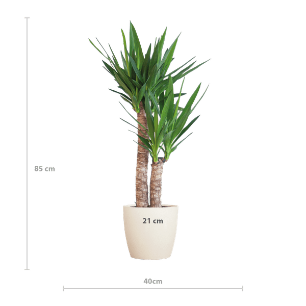 Yucca Elephantipes – Riesen – Palmlilie – Zimmerpflanze – ca. 90cm hoch – Ø21cm – In Übertopf Viber Weiß – Pflegeleicht & nachhaltig – Plant