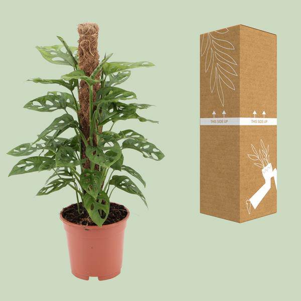 Fensterblatt Monstera Monkey Leaf Zimmerpflanze Ø17cm ↕60cm – pflegeleichte Grünpflanze für Wohnzimmer, Büro & helle Standorte kaufen – Plant