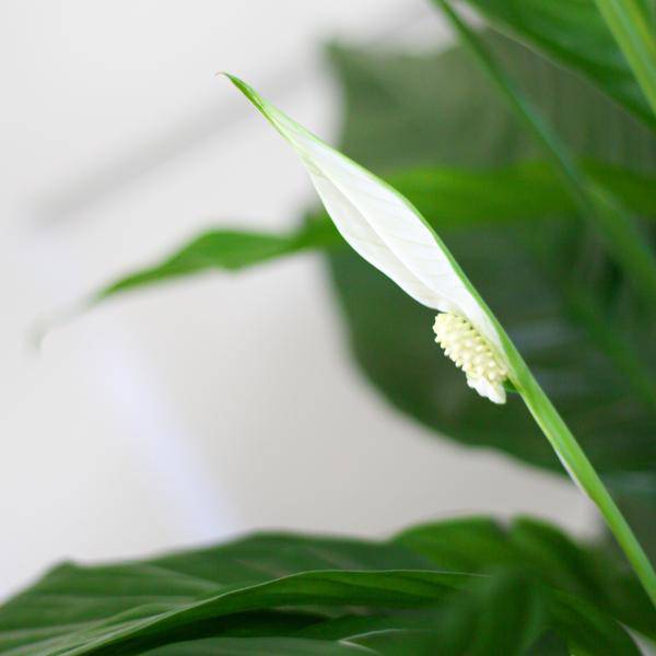 Spathiphyllum Sweet Lauretta – Scheidenblatt – Zimmerpflanze inkl. Übertopf – ↕80cm – Ø21cm – Friedenslilie mit eleganten weißen Blüten – Plant