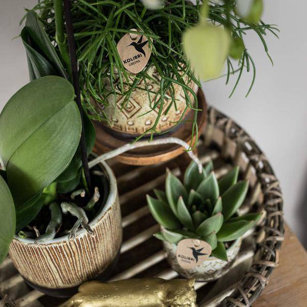 Runde Bambusschale Ø30cm Zimmerpflanze Ø30cm – pflegeleichte Grünpflanze für Wohnzimmer, Büro & helle Standorte kaufen – Plant