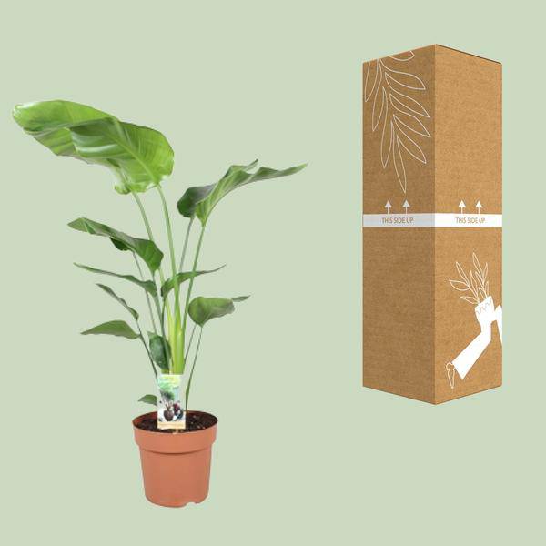Baum – Strelitzie Strelitzia Nicolai Zimmerpflanze Ø21cm ↕90cm – tropische Grünpflanze für Wohnzimmer, Büro & helle Standorte kaufen – Plant