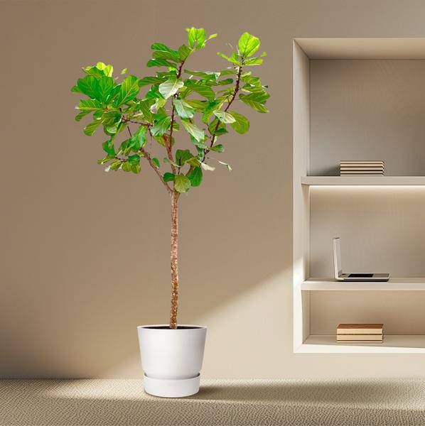 Geigen – Feige – Ficus Lyrata XXL – Zimmerpflanze 300cm – Ø55cm – Exklusive Designpflanze mit großen geigenförmigen Blättern – Tropische XXL – Plant