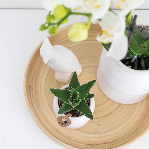 Dekorative Bambusschale – Rund – Ø30cm – Natürliches Tablett für Pflanzen, Töpfe & Wohnaccessoires – Schlicht & vielseitig kombinierbar – Plant