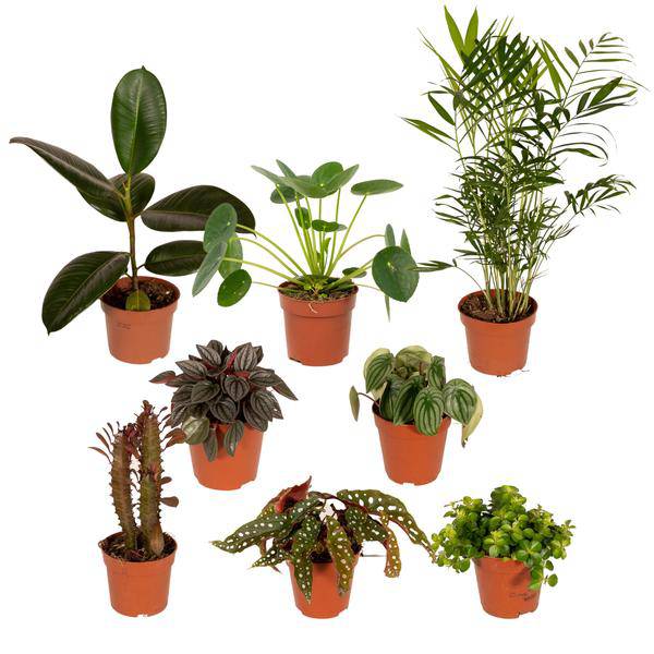 Außenseiterbox 8 Pflanzen Ø12cm – pflegeleichtes Pflanzen Set für Urban Jungle, Fensterbank, Wohnzimmer & Büro – Plant