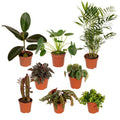 Außenseiterbox 8 Pflanzen Ø12cm – pflegeleichtes Pflanzen Set für Urban Jungle, Fensterbank, Wohnzimmer & Büro – Plant
