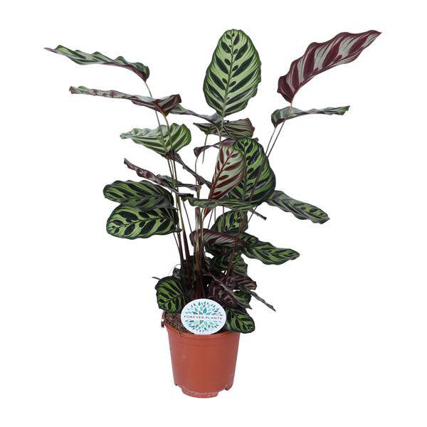Pfauen-Korbmaranthe Calathea Makoyana – Zimmerpflanze Ø21cm – ca. 70cm hoch – Pflegeleichte, dekorative Zimmerpflanze mit auffälligem Blattmuster – Plant