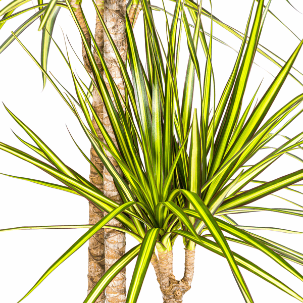 Dracaena marginata Sunray – Drachenbaum – Zimmerpflanze – Ø24cm – ↕130-150cm – Tropische Pflanze für hellen Innenbereich – Plant