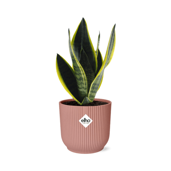 Bogenhanf Sansevieria Futura Superba – Schwiegermutterzunge Zimmerpflanze inkl. Ziertopf Vibes Fold Rosa Ø14cm – Pflegeleicht & luftreinigend