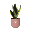Bogenhanf Sansevieria Futura Superba – Schwiegermutterzunge Zimmerpflanze inkl. Ziertopf Vibes Fold Rosa Ø14cm – Pflegeleicht & luftreinigend