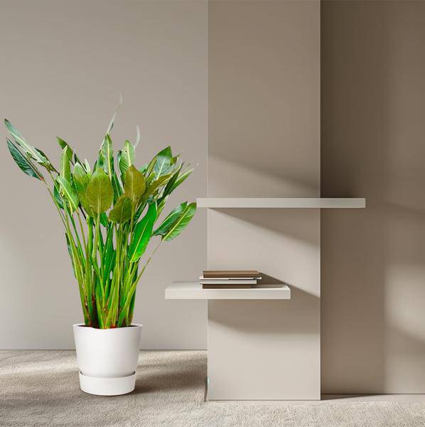 Strelitzia Reginae – Paradiesvogelblume – Zimmerpflanze 160cm – Ø30cm – Exotische Pflanze mit orangefarbenen Blüten – Pflegeleicht – Plant
