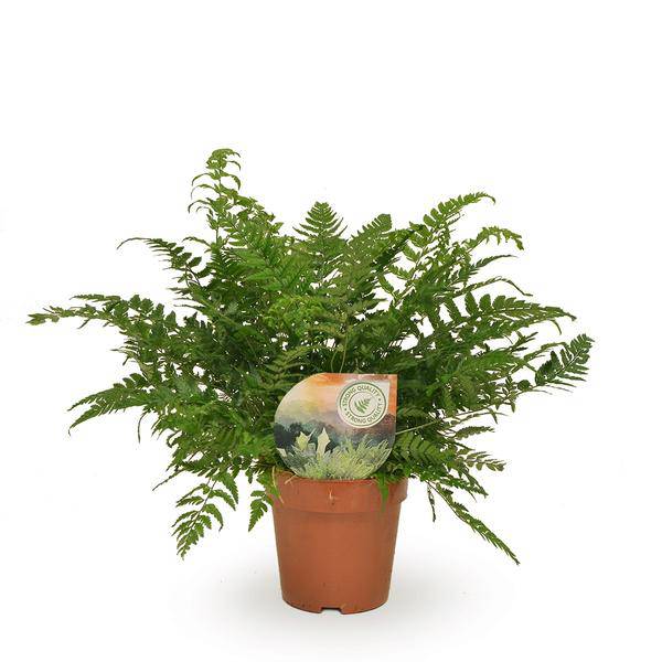 Schmaler Schildfarn – Polystichum Tsussimense / Athyrium – Zimmerpflanze – Ø12cm – ca. 30cm hoch – pflegeleichte Grünpflanze für Innenräume – Plant
