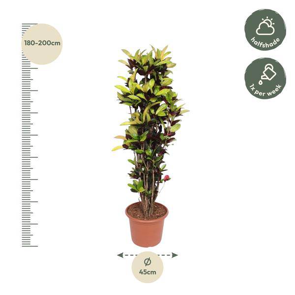 Wunderstrauch – Codiaeum Iceton Croton – Zimmerpflanze ca. 190cm Höhe – Ø45cm – dekorative Pflanze mit bunten Blättern für Wohnzimmer & Büro – Plant