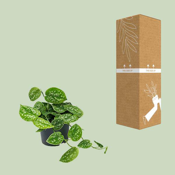 Efeutute Scindapsus Pictus Zimmerpflanze Ø12cm ↕20cm – pflegeleichte Grünpflanze für Wohnzimmer, Büro & helle Standorte kaufen – Plant