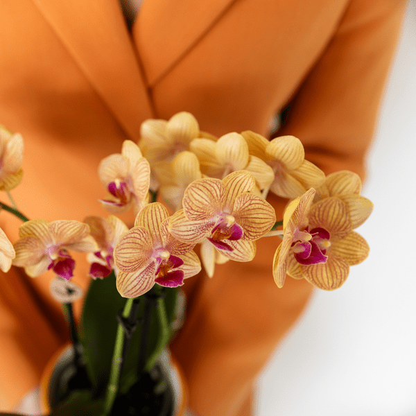 Phalaenopsis Orchidee Bozen Orange – Zimmerpflanze Ø9cm – inkl. Painted Stripe Topf Orange – Exotische Orchidee mit 2-3 Blütenstielen – Plant