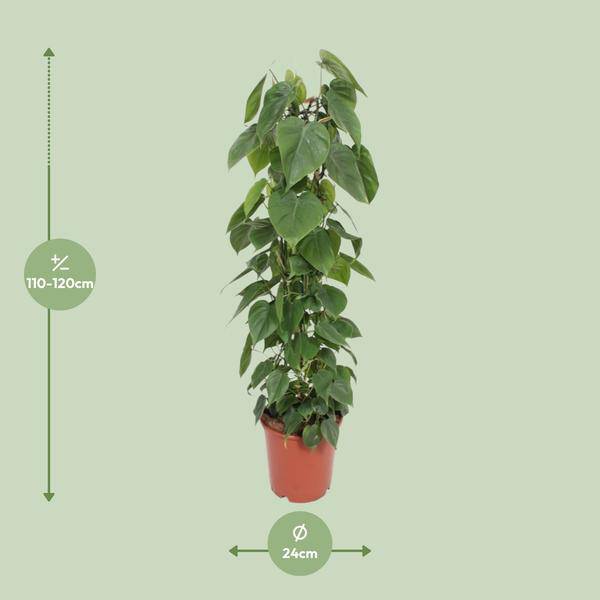Baumfreund Philodendron Scandens Zimmerpflanze Ø24cm ↕120cm – pflegeleichte Grünpflanze für Wohnzimmer, Büro & helle Standorte kaufen – Plant