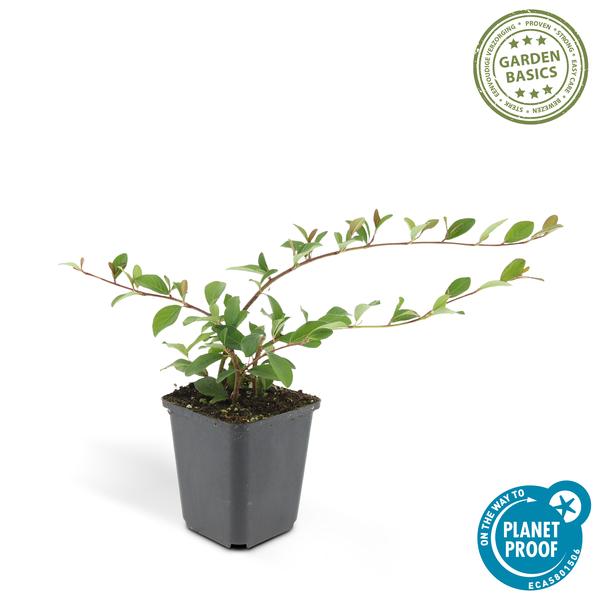 Teppichmispel Cotoneaster dammeri 'Major' – ↕25cm – Ø9cm – Bodendecker – Blühend & pflegeleicht – Sonne & Schatten – Plant