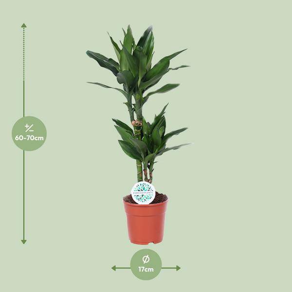 Drachenbaum Dracaena Janet Lind Zimmerpflanze Ø17cm ↕70cm – pflegeleichte Grünpflanze für Wohnzimmer, Büro & helle Standorte kaufen – Plant