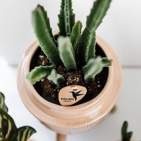 Stapelia Zimmerpflanze Ø9cm – pflegeleichte Sukkulente für Wohnzimmer, Büro & helle Standorte kaufen – Plant