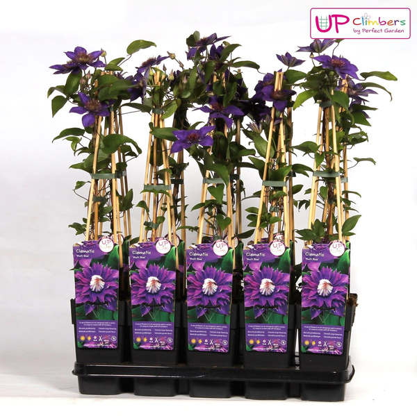 Waldrebe Clematis Multi Blue Kletterpflanze Ø15cm ↕65cm – winterharte Pflanze für Garten, Balkon, Terrasse, Kübel & Beet online kaufen – Plant