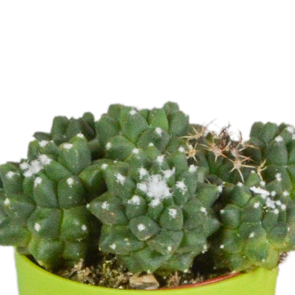 Kakteen Mix – 5 Pflanzen – Ø5,5cm Zimmerpflanzen im farbigen Kunststofftopf – Verschiedene Mini – Kakteen – Plant