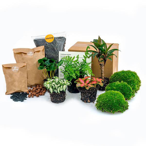 Flaschengarten – Set Dschungel 5 – DIY Pflanzenterrarium mit Coffea, Farn, Palme & Fittonia – Nachfüllpack & Starter – Kit – Plant