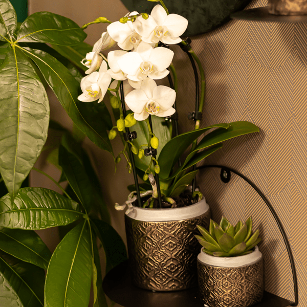 Weiße Phalaenopsis-Orchidee Niagara Fall – Ø9cm – Blühende Zimmerpflanze – Luxuriöse, langlebige weiße Blüten – 35-40cm hoch – Plant