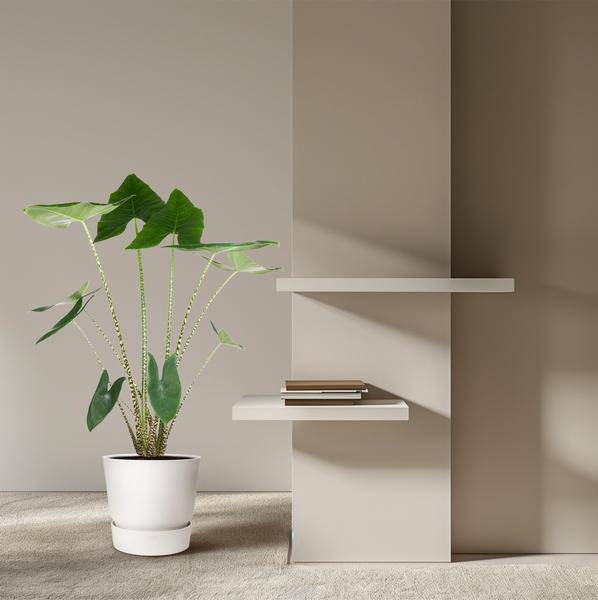 Tiger – Pfeilblatt Alocasia Zebrina Zimmerpflanze Ø32cm ↕130cm – pflegeleichte Grünpflanze für Wohnzimmer, Büro & helle Standorte kaufen – Plant