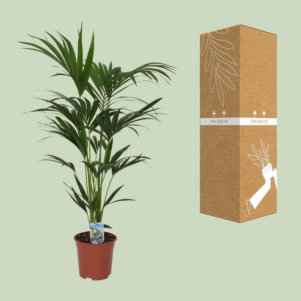 Kentia Palme Howea forsteriana Zimmerpflanze Ø21cm ↕120cm – tropische Grünpflanze für Wohnzimmer, Büro & helle Standorte kaufen – Plant