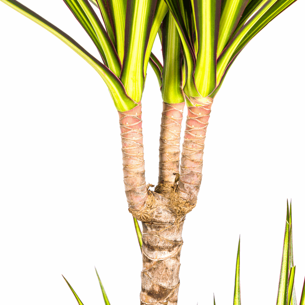 Dracaena Marginata Sunray Drachenbaum – Zimmerpflanze Ø19cm – ca. 80-100cm hoch – Tropischer Akzent mit grünen und gelben Blättern – Plant
