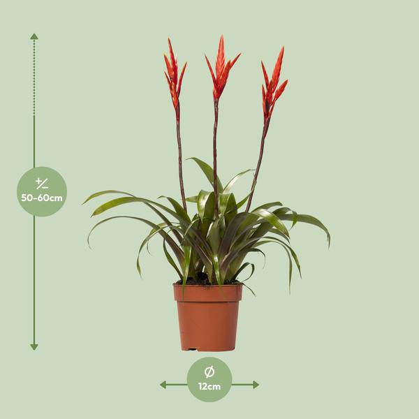 Bromelie Vriesea Elan Toef Zimmerpflanze Ø12cm ↕55cm – pflegeleichte Grünpflanze für Wohnzimmer, Büro & helle Standorte kaufen – Plant