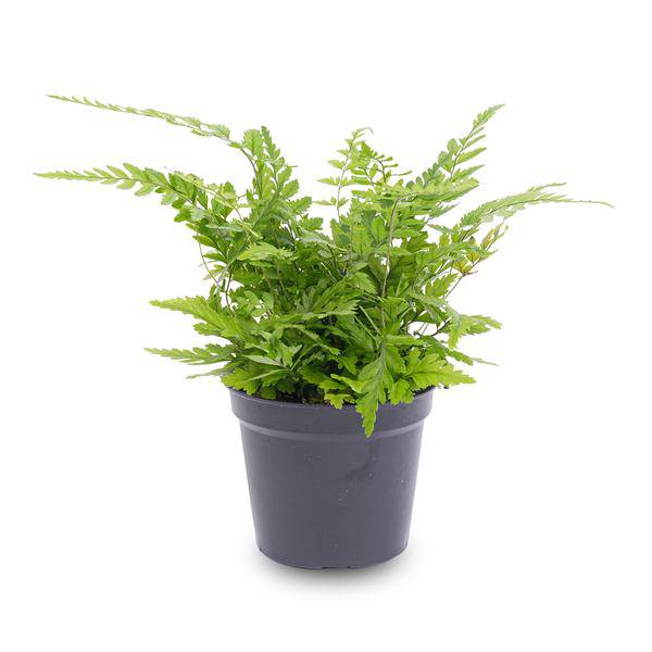 Farn Athyrium spicatum – pflegeleichter Flaschengarten im Glas, Pflanzen Terrarium für Wohnzimmer & Büro – Plant
