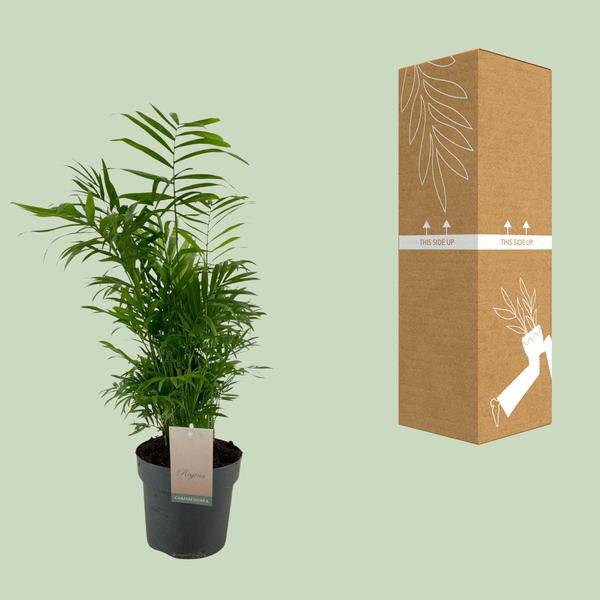 Mexikanische Bergpalme Chamaedorea Elegans – Ø17cm – ↕50cm – Pflegeleichte Zimmerpalme mit luftreinigend – Plant
