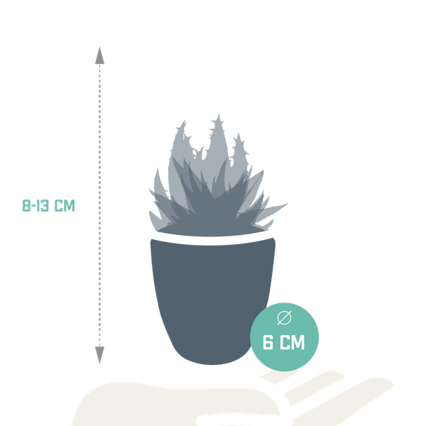 Sukkulenten Mix Gasteria & Haworthia – 5 Pflanzen – Ø5,5cm Zimmerpflanzen im weißen Topf – Verschiedene Mini – Sukkulenten – Plant