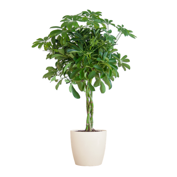 Schefflera Arboricola Nora – Birkenfeige – Zimmerpflanze inkl. Übertopf – ↕70cm – Ø21cm – Handförmige Blätter – Pflegeleicht & dekorativ – Plant