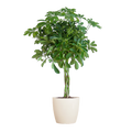 Schefflera Arboricola Nora – Birkenfeige – Zimmerpflanze inkl. Übertopf – ↕70cm – Ø21cm – Handförmige Blätter – Pflegeleicht & dekorativ – Plant
