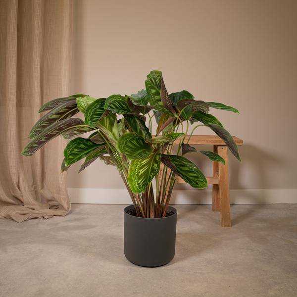 Calathea Flamestar – Pfauenpflanze – Ø19cm – ↕75cm – Exotische Zimmerpflanze mit gemusterten Blättern – Luftreinigend, pflegeleicht & dekorativ – Plant