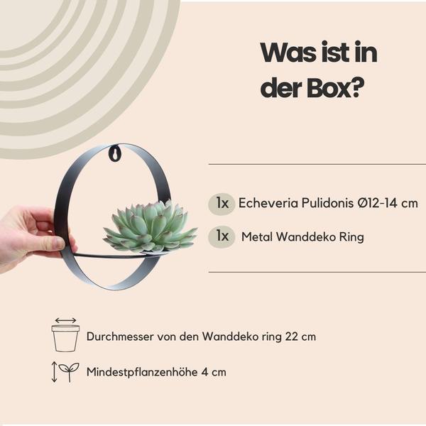 Sukkulente Echeveria Pulidonis – Rootless Schnitt – Sukkulente – Ø12-14cm Rosette im schwarzen Wanddeko Ring Ø20cm – Plant