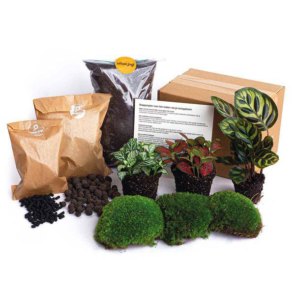 Flaschengarten – Paket Calathea Makoyana – Pflanzenterrarium mit Calathea Makoyana & Fittonia – Komplett – Plant