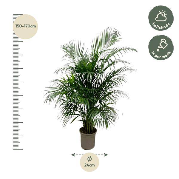 Goldfruchtpalme – Dypsis Lutescens – Areca – Palme – Zimmerpflanze 150cm – Ø24cm – Tropische Grünpflanze mit eleganten Wedeln – Pflegeleicht – Plant