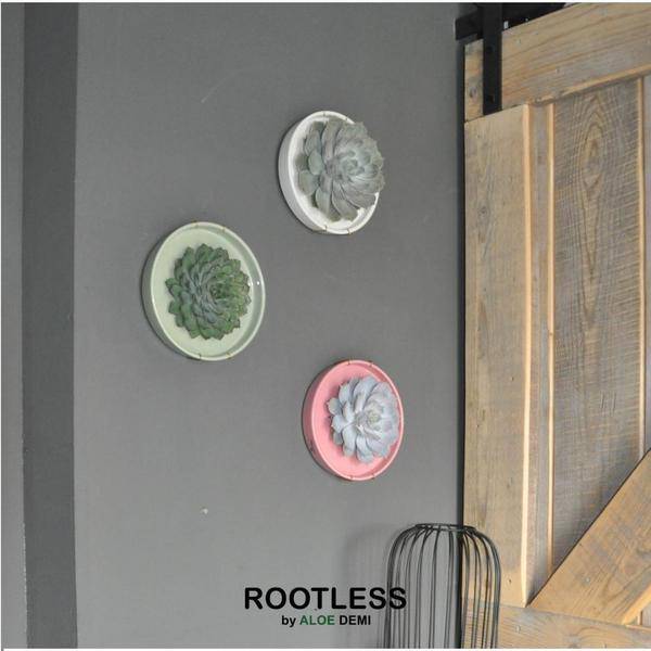 Sukkulente – Echeveria pulidonis ROOTLESS – Ø20cm Schale Rosa – Zimmerpflanze ohne Wurzeln – Pflegeleichte Schnitt – Plant