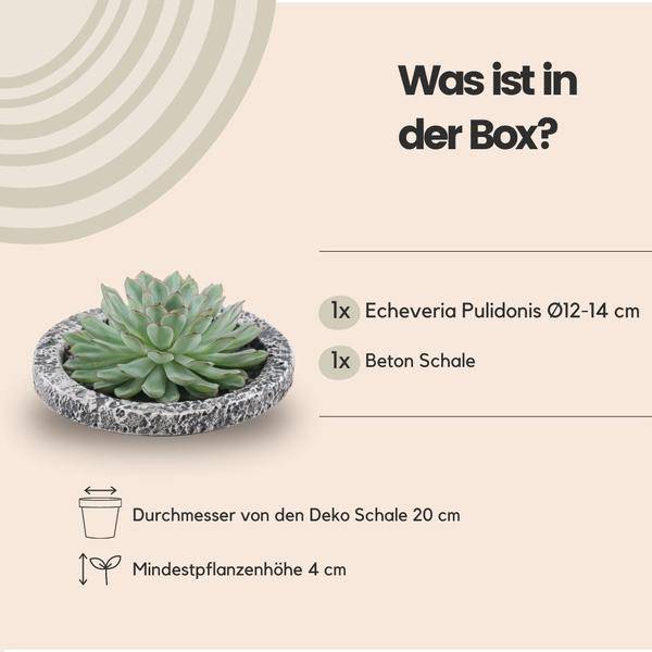 Sukkulente Echeveria pulidonis Rootless Zimmerpflanze Ø20cm – pflegeleichte Sukkulente für Wohnzimmer, Büro & helle Standorte kaufen – Plant