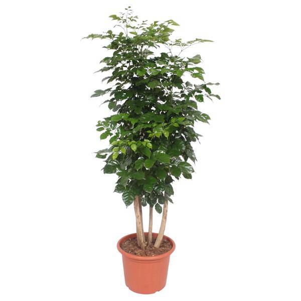 Trompetenbaum – Radermachera Hainanensis – Zimmerpflanze 190cm – Ø34cm – Immergrüne Grünpflanze mit glänzenden Blättern – Plant