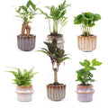 Zimmerpflanzen Set mit 6 Pflanzen + Keramik – Topfset Barcelona – kompakt & stilvoll – Palme – Plant